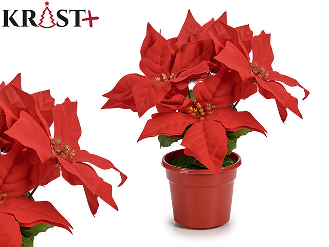 Krist - Röd Julblomma 15X24Cm