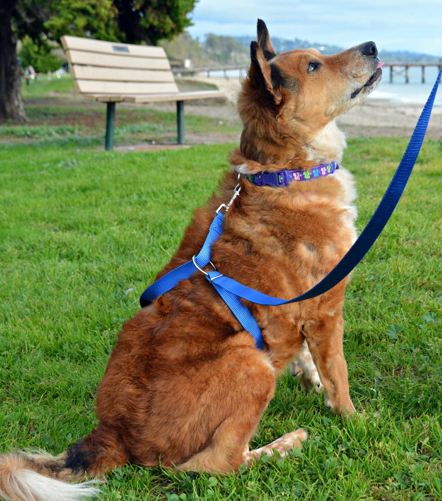 Instant Trainer Hundkoppel (Slumpmässig Färg)